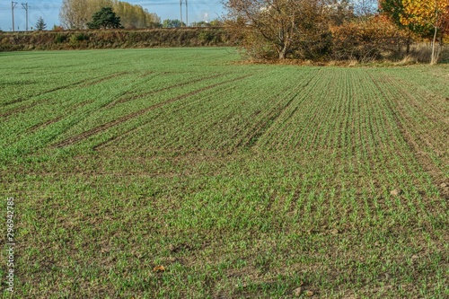 Obraz na płótnie sunny autumn day, winter grain sown in the field by a farmer in the autumn w salonie