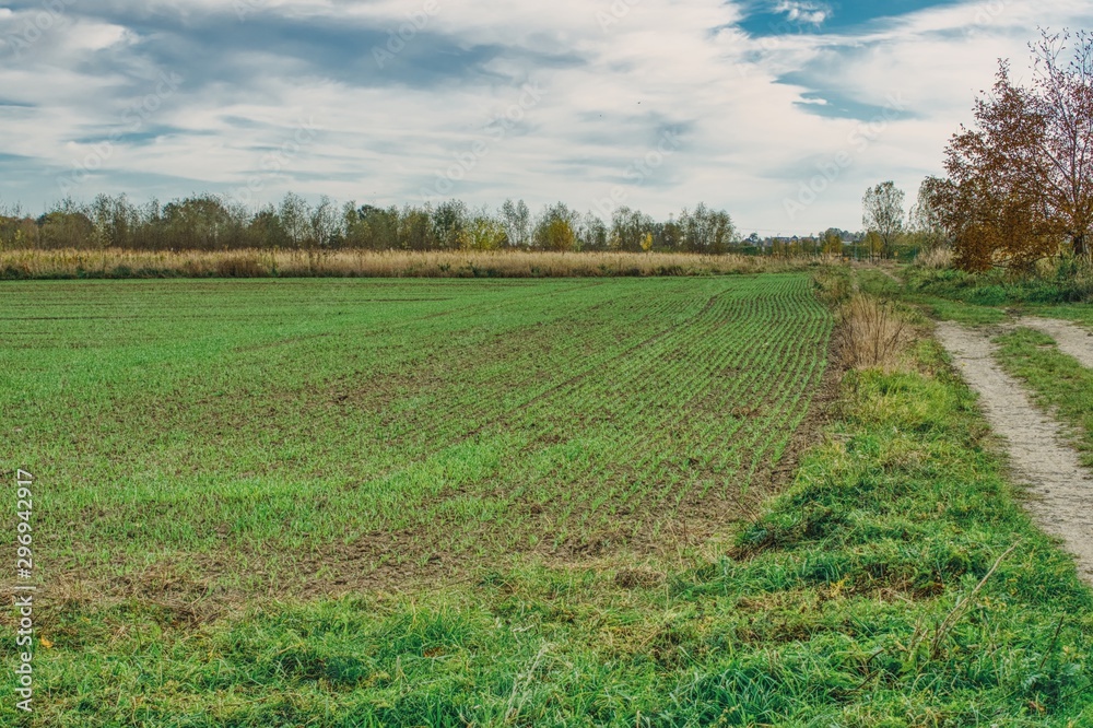 rural autumn landscape, field sown with cereal after germination of winter crops, dirt road leading to the farmer's fields