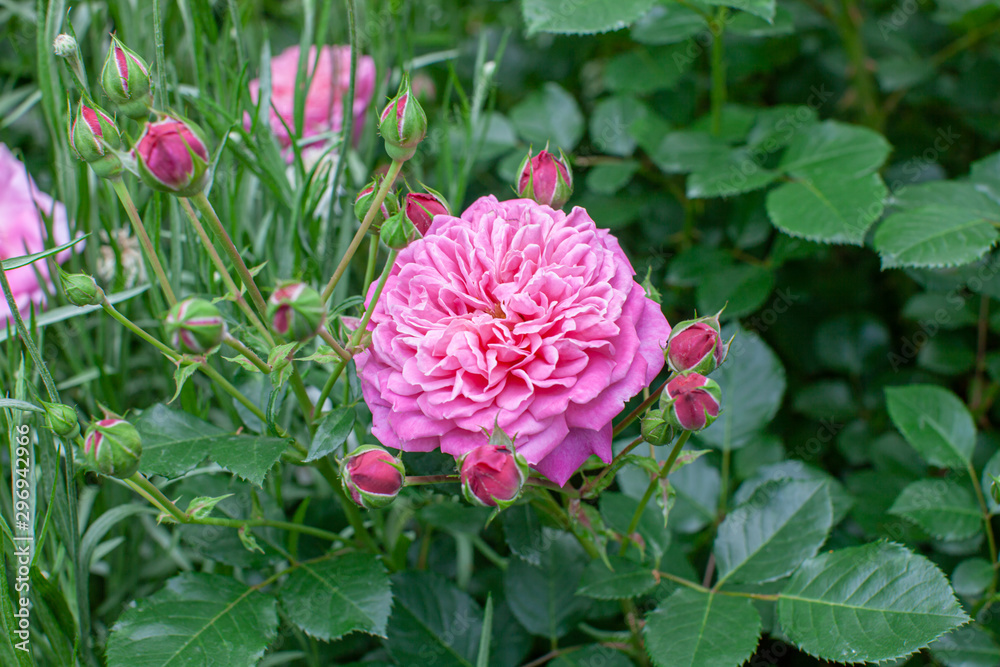 rose / cultivars / Dan Poncet / ダンポンセ rose / cultivars / Dan Poncet / ダンポンセ