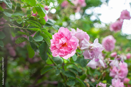 rose / cultivars / Rosa damascena trigintipetala / ロサ ダマスケナ トリギンティペタラ