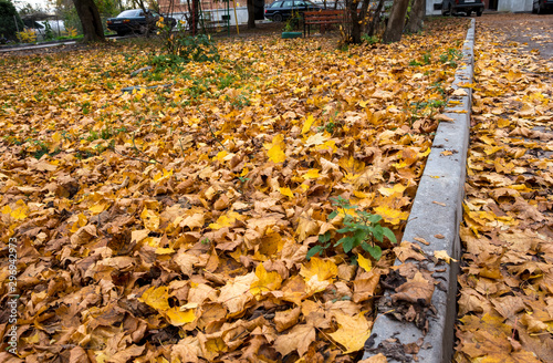 autumn leaves along the sidewalk of asphalt and people walking on the sidewalk, autumn on the street