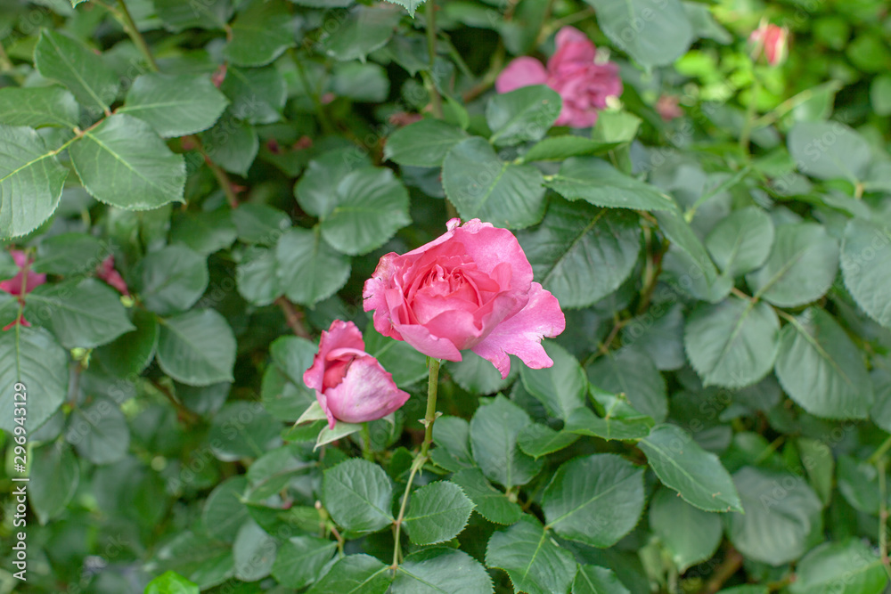 rose / cultivars / Yves Piaget / イブ ピアッチェ　イブピアジェ