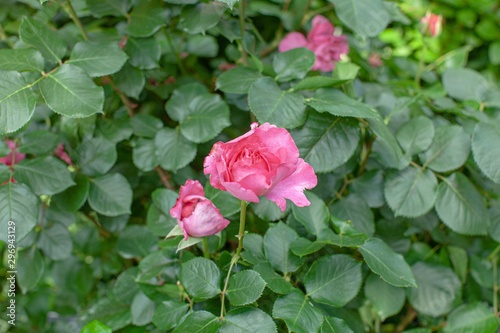 rose   cultivars   Yves Piaget                                              