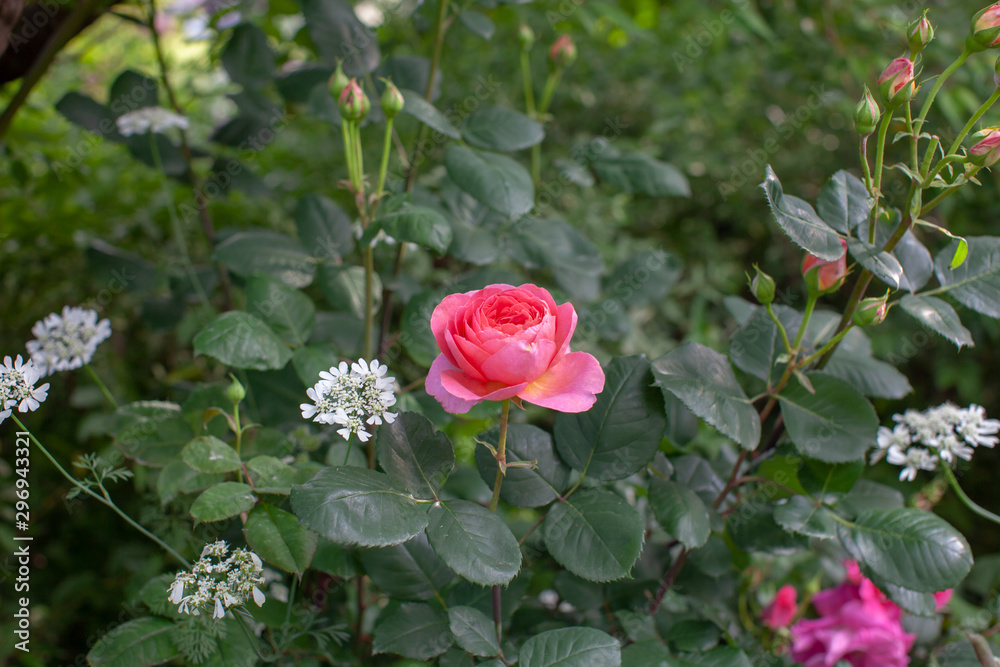 rose / cultivars / Amandine Chanel / アマンディーン シャネル Stock
