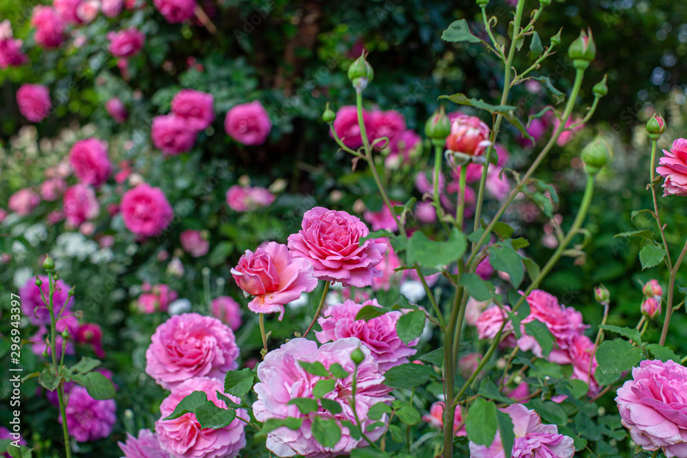rose / cultivars / Princess Alexandra of Kent / プリンセスアレキサンドラオブケント
