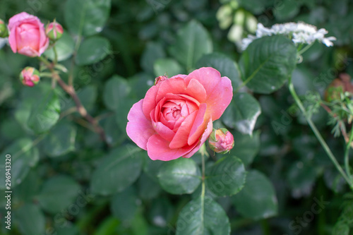 rose   cultivars   Francis Blaise                              