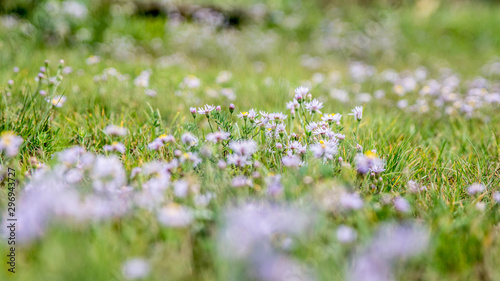 flowers summer land purple grass