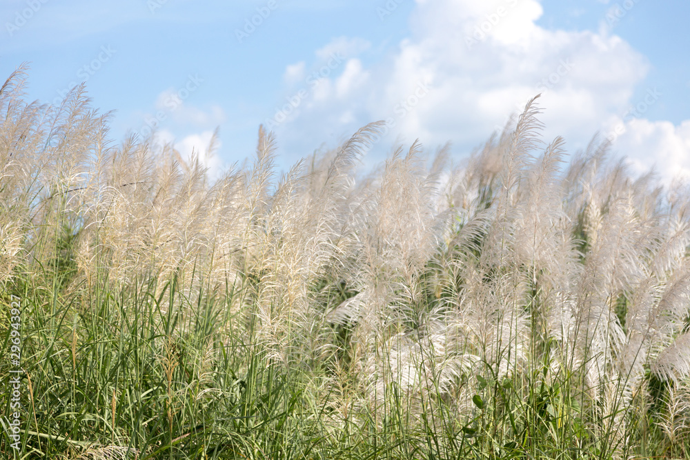 Fototapeta premium white high grass on windy day in winter season