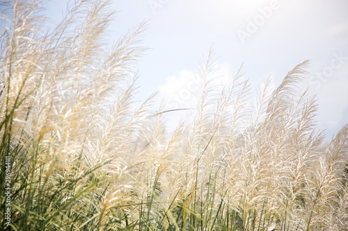 white high grass on windy day in winter season