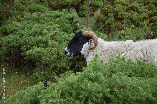 Schaf im Yorkshire in den Büschen photo