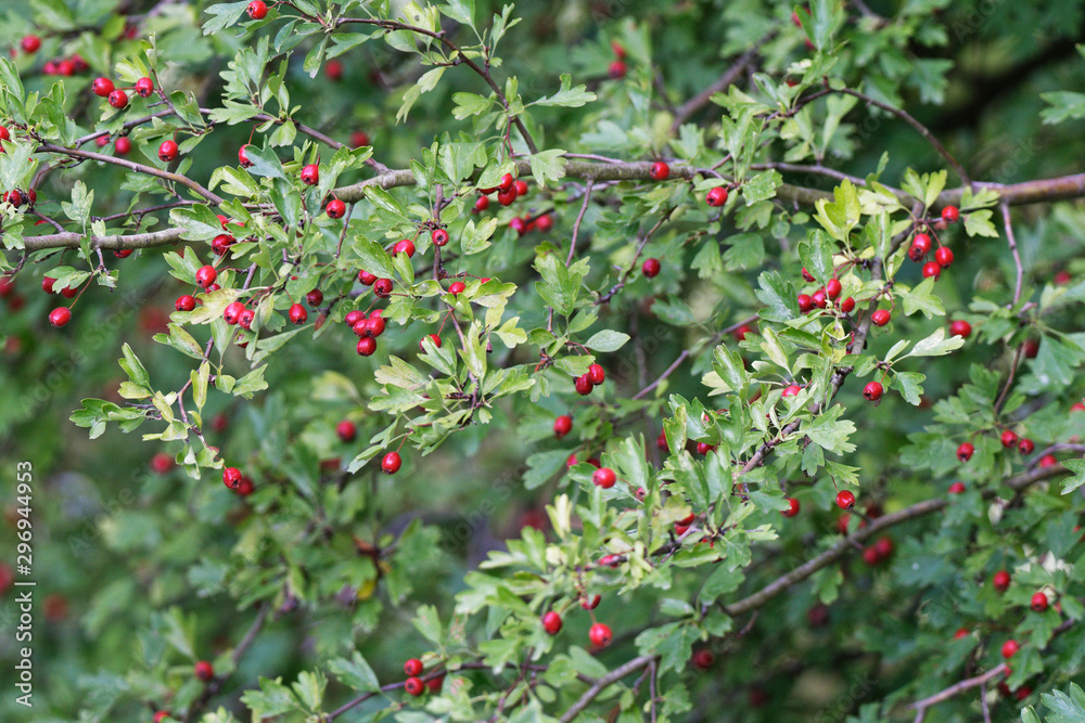 eingriffeliger Weißdorn mit Beeren eingriffeliger Weißdorn mit Beeren