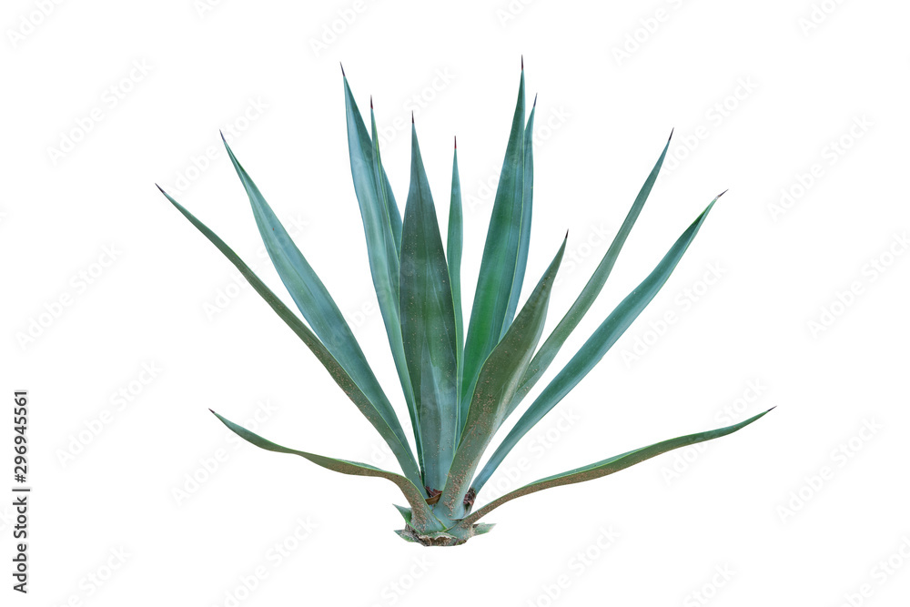 Agave plant isolated on white background. clipping path. Agave plant