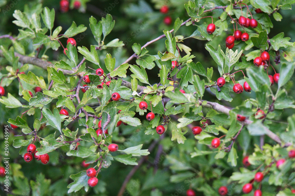 eingriffeliger Weißdorn mit Beeren eingriffeliger Weißdorn mit Beeren