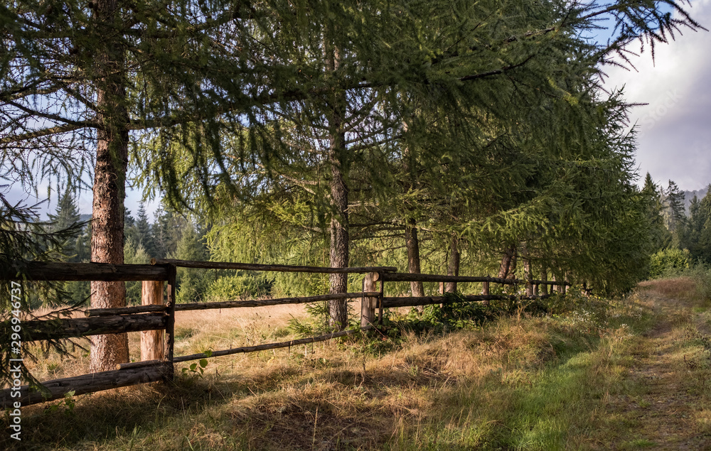 forest farmland fenced with wooden fence