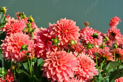 Foto Pink Dahlia flowers in a field