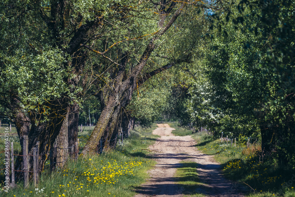 Obraz premium Dirt road near small village in Masovian Voivodeship of Poland
