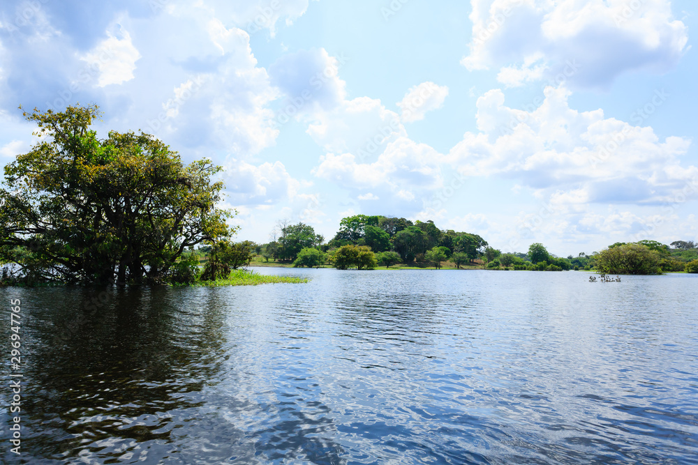 Panorama from Amazon rainforest, Brazilian wetland region. Panorama from Amazon rainforest, Brazilian wetland region.