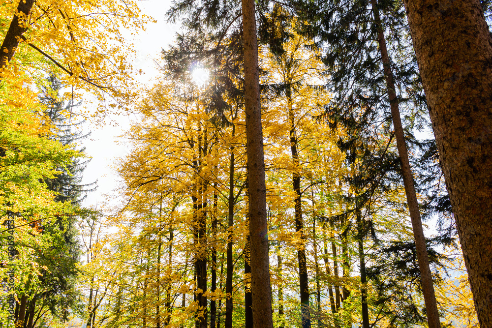 Natures beauty with high rise trees sunlight effect down from trees to earth giving perfect look of forest best to spend some lonely time within this amazing natures beauty. Natures beauty with high rise trees sunlight effect down from trees to earth giving perfect look of forest best to spend some lonely time within this amazing natures beauty.