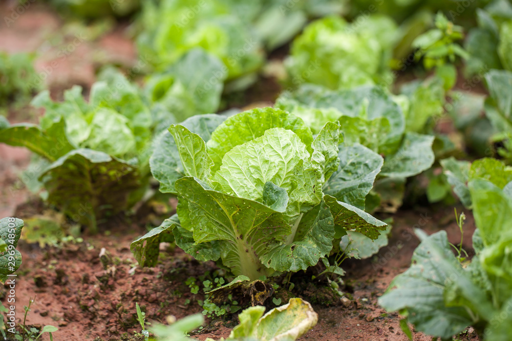 close up of fresh cabbage close up of fresh cabbage