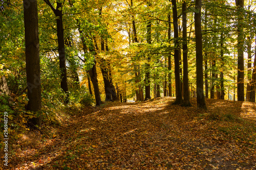 Autumn landscape with road and beautiful colored trees