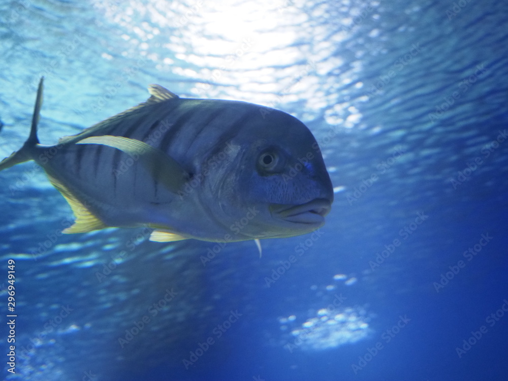 Naklejka premium Fish in the aquarium