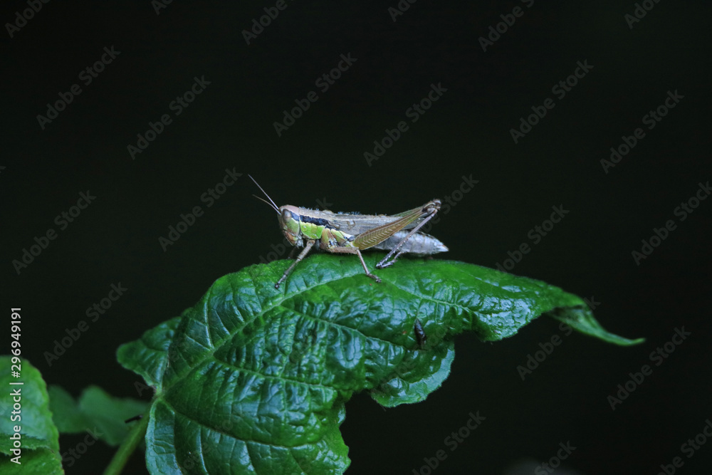 トノサマバッタ Stock Photo Adobe Stock