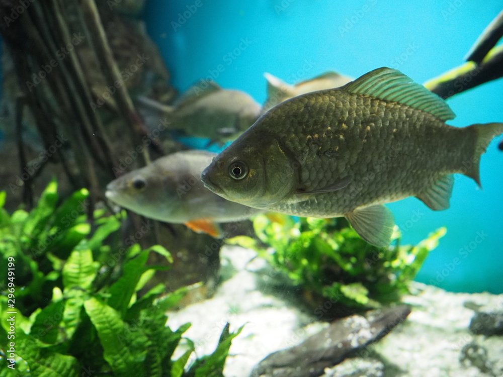 Fototapeta premium Fish in the aquarium