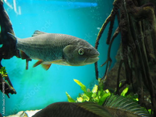 Fish in the aquarium