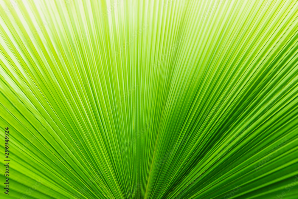 Soft focus of lines abstract image of Green leaf of palm tree.The folds of a palm leaf creates a beautiful pattern. Soft focus of lines abstract image of Green leaf of palm tree.The folds of a palm leaf creates a beautiful pattern.