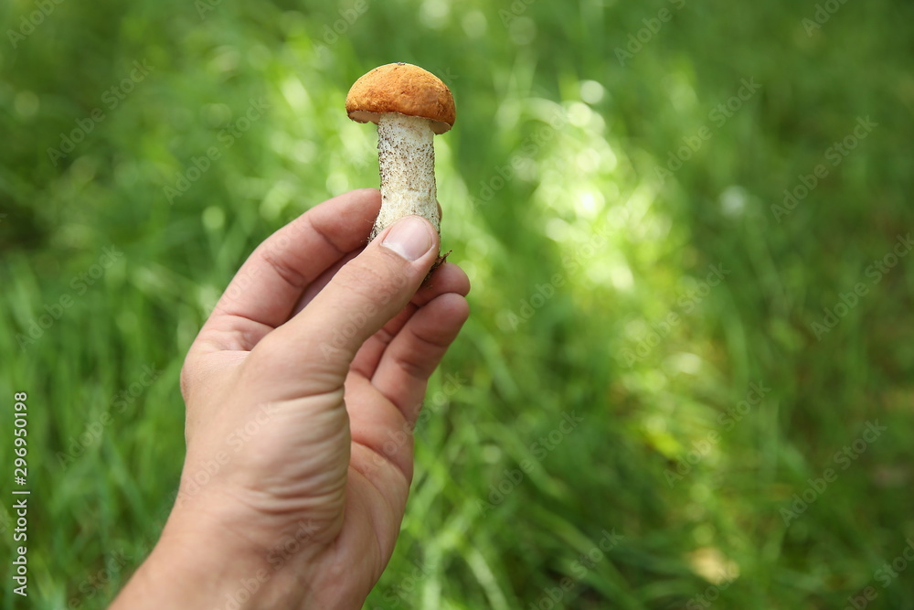 Man`s hand holds orange-cap boletus on the background of the forest. Harvested mushroom in man`s hand Man`s hand holds orange-cap boletus on the background of the forest. Harvested mushroom in man`s hand