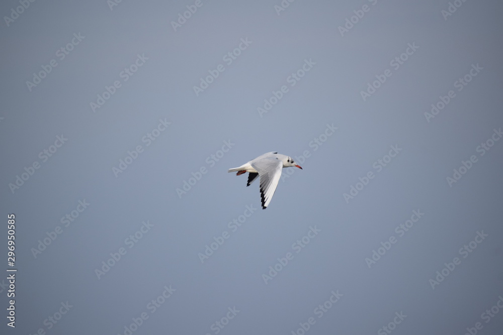 Obraz premium Hebst an derOstsee