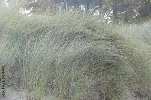 Hebst an derOstsee photo