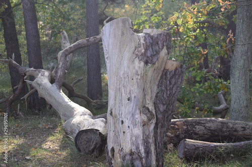 Hebst an derOstsee photo