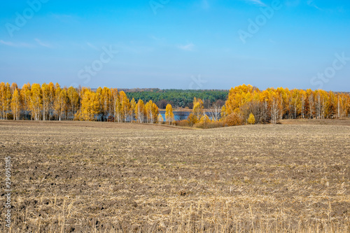  Plowed field against the background of white birches in autumn sunny day
