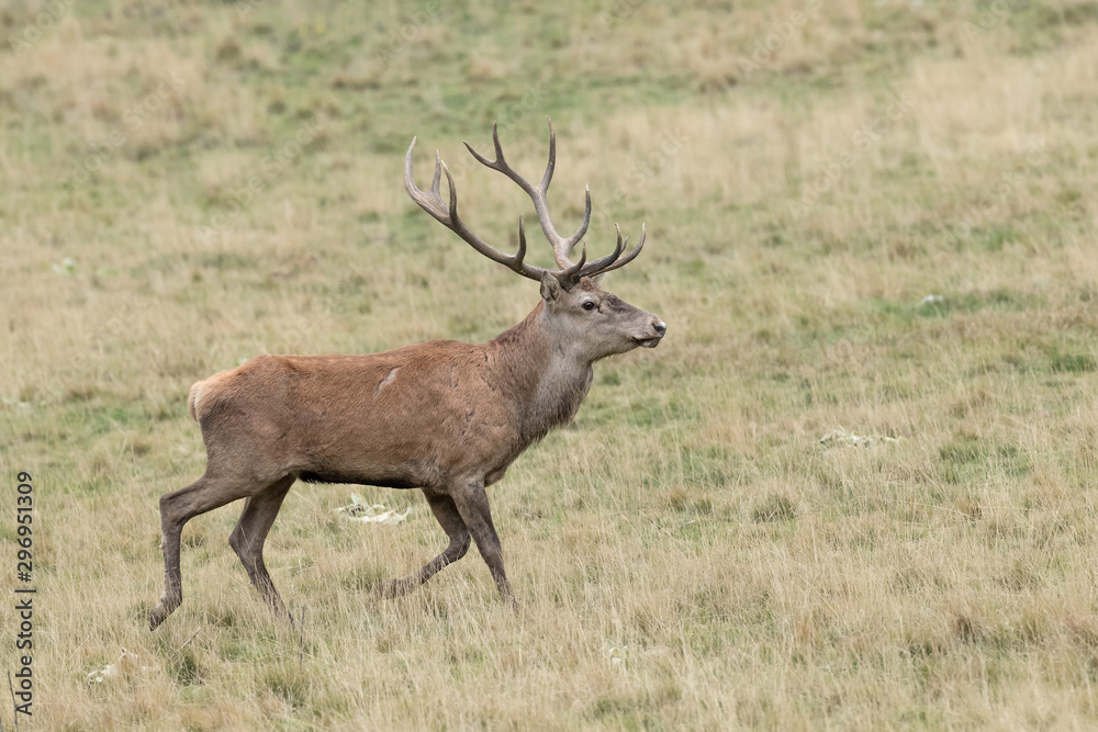 The majestic Red deer male (Cervus elaphus) The majestic Red deer male (Cervus elaphus)
