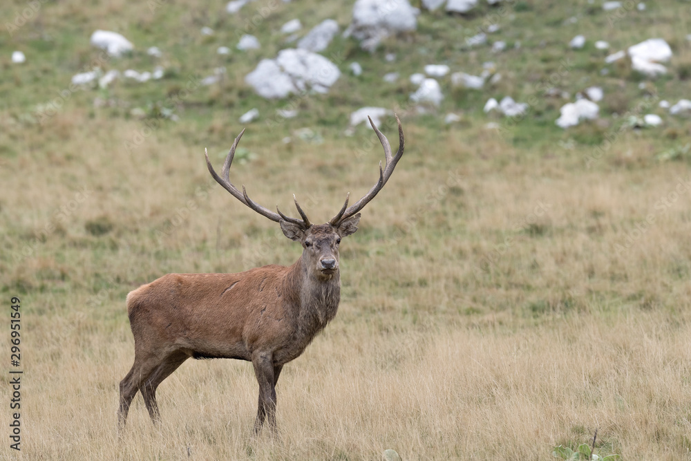 The majestic Red deer male (Cervus elaphus) The majestic Red deer male (Cervus elaphus)