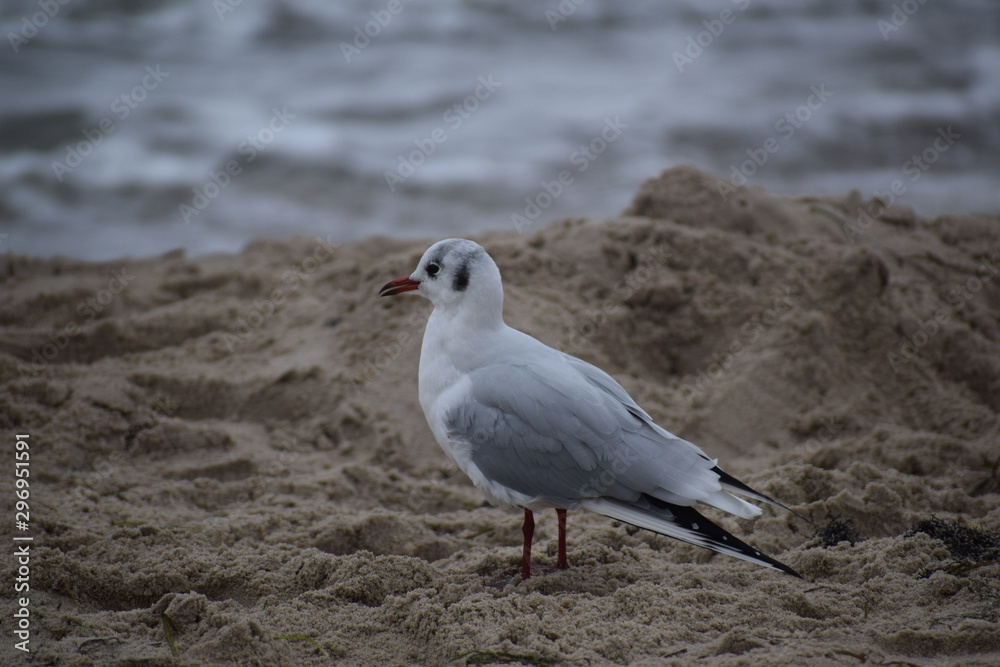 Herbst an der Ostsee Herbst an der Ostsee