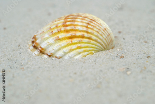 sea shell on sand