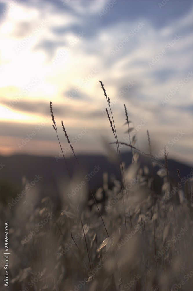 Obraz premium Tendresse