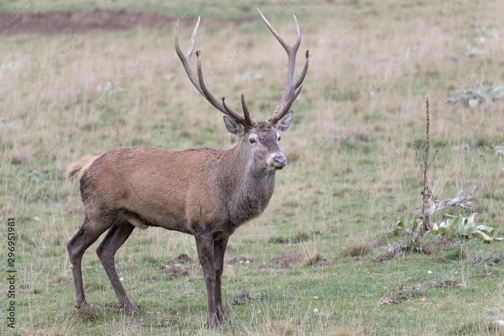 The majestic Red deer male (Cervus elaphus) The majestic Red deer male (Cervus elaphus)