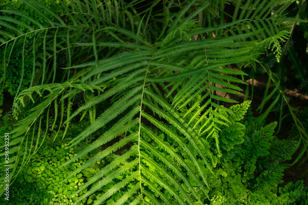Beautiful green fern leaves in the garden Beautiful green fern leaves in the garden