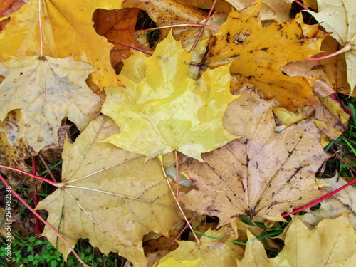 Ahornblaetter Herbstlaub im Regen auf dem Boden auf der Wiese im Gras