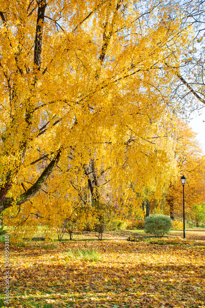 Beautiful park in autumn with old street lamps and benches, trees and yellow leaves, vertical