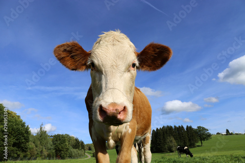 Kuh auf der Wiese (Simmentaler Fleckvieh) © U. J. Alexander