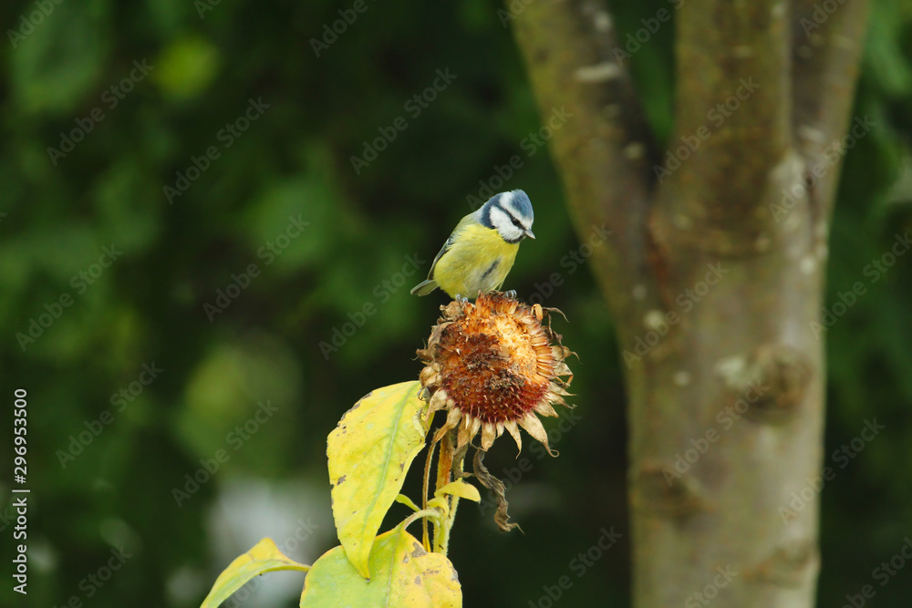 Eine Blaumeise sitzt im Herbst auf einer verblühten Sonnenblume Cyanistes caeruleus Parus caeruleus Eine Blaumeise sitzt im Herbst auf einer verblühten Sonnenblume Cyanistes caeruleus Parus caeruleus
