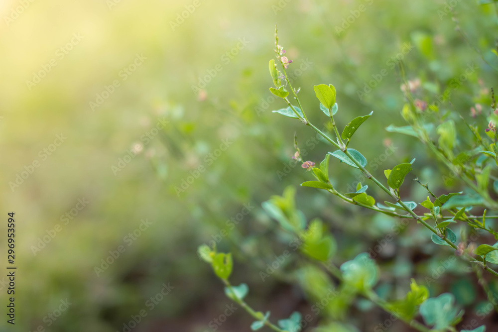 Blurred of natural green leaves background/ Blurred of natural green leaves background/
