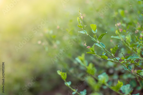 Blurred of natural green leaves background/