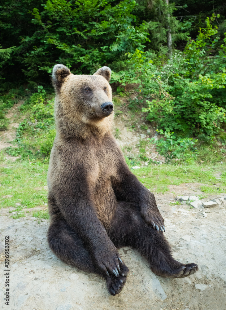 Obraz premium A bear sits on earth in a forest.