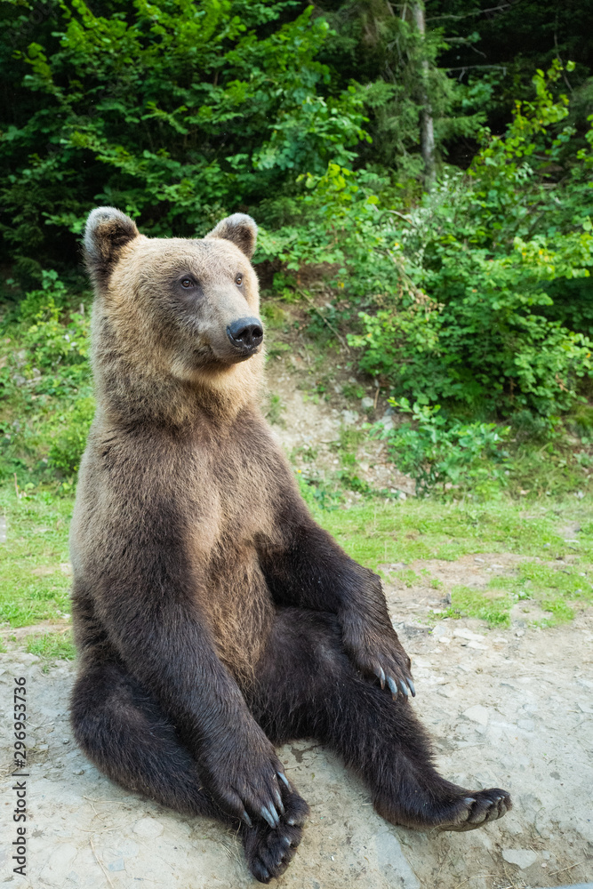 A bear sits on earth in a forest.