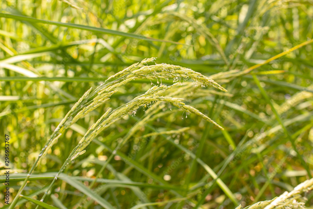 Golden ears of rice in the field Waiting for harvest with blue sky in background Golden ears of rice in the field Waiting for harvest with blue sky in background